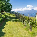 Cuve Merano